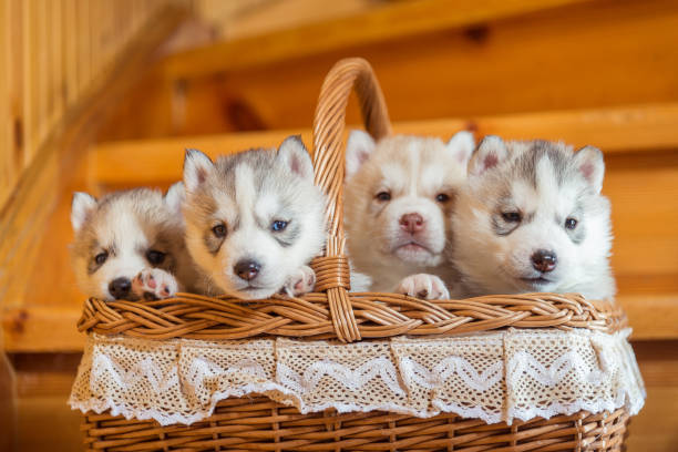 istock Puppies breed Siberian Husky sitting in a straw basket 638257580