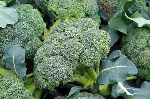 istock Farm fresh broccoli heads 638258624