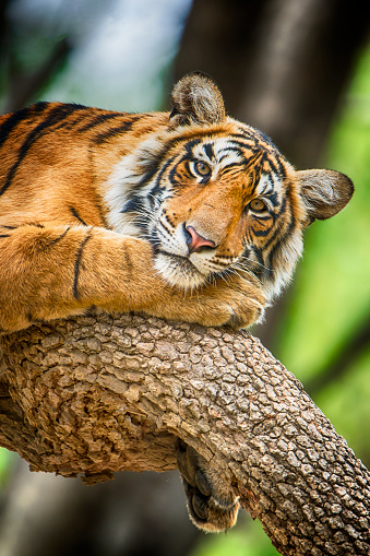 A juvenile Bengal tiger (also called 