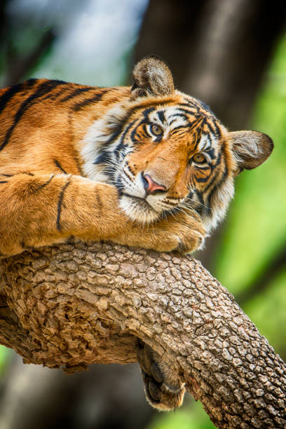 tiger (panthera tygrys bengalski tygrys) na drzewo wildlife ujęcie  - wild tiger zdjęcia i obrazy z banku zdjęć