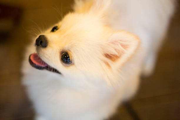 istock my lovely pet dog 638260690