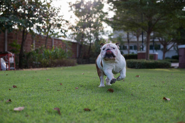 istock White Bulldog run on the grass 638260780