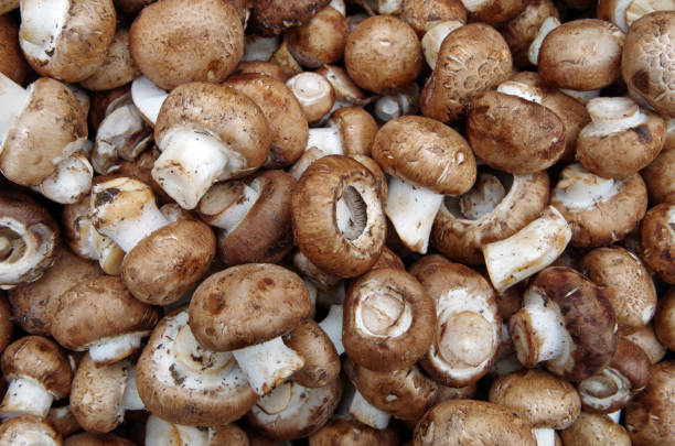 istock Farm fresh portobello mushrooms 638261544