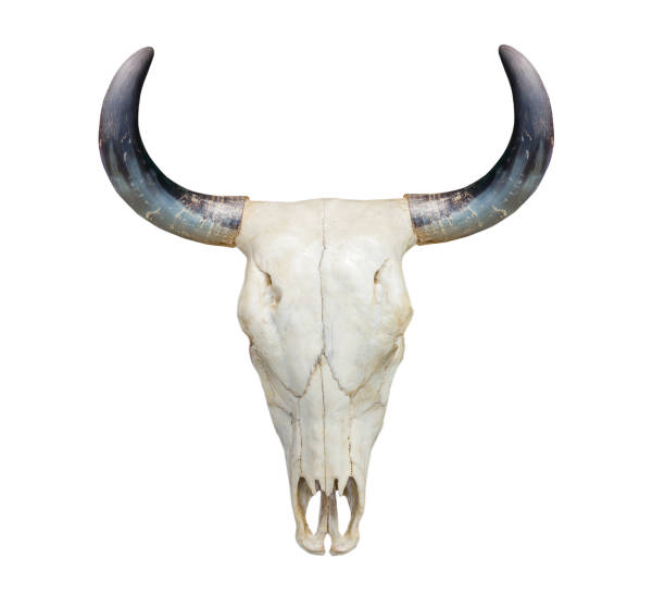 cráneo de vaca de cabeza sobre blanco - animal skull cow animals in the wild west fotografías e imágenes de stock