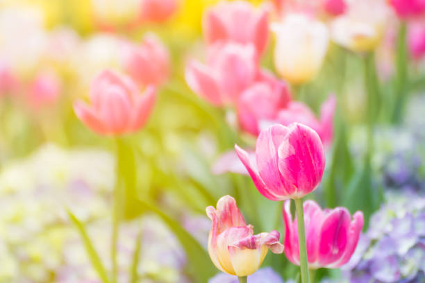 istock Pink tulip flower in garden 638262606