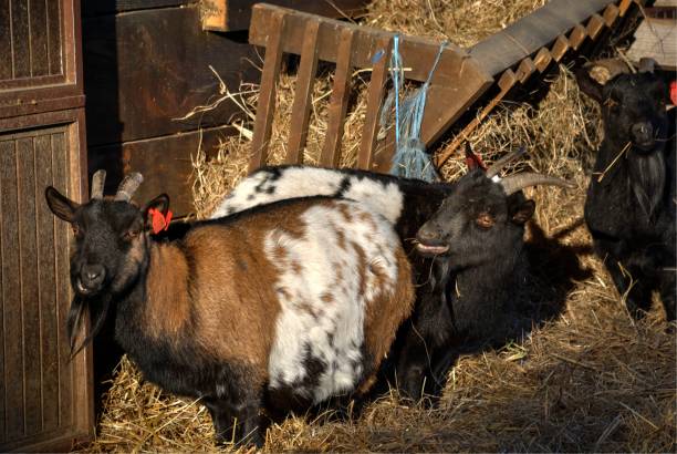 istock Domestic goats, or Capra hircus. 638264368