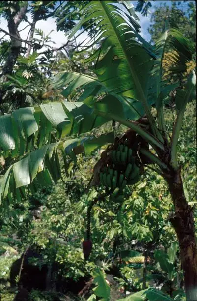 Photo of Banana trees