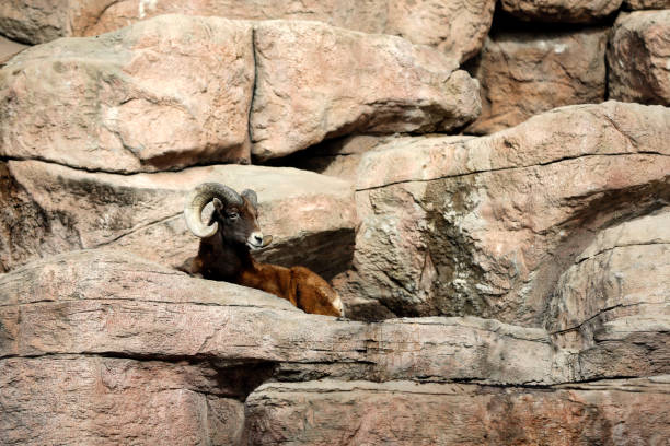 istock Bighorn sheep resting on the rock 638264714