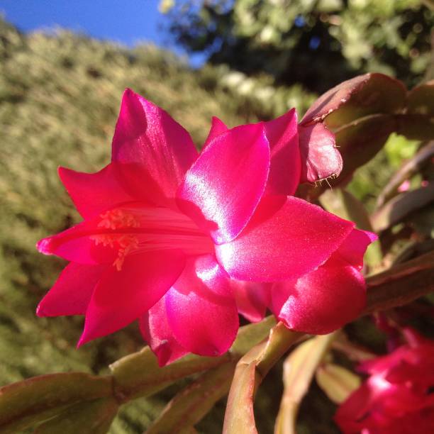 istock flower in winter pink 638264796