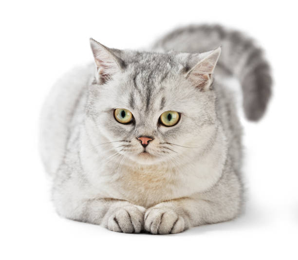 istock Domestic Cat. Gray British Shorthair. 638265656