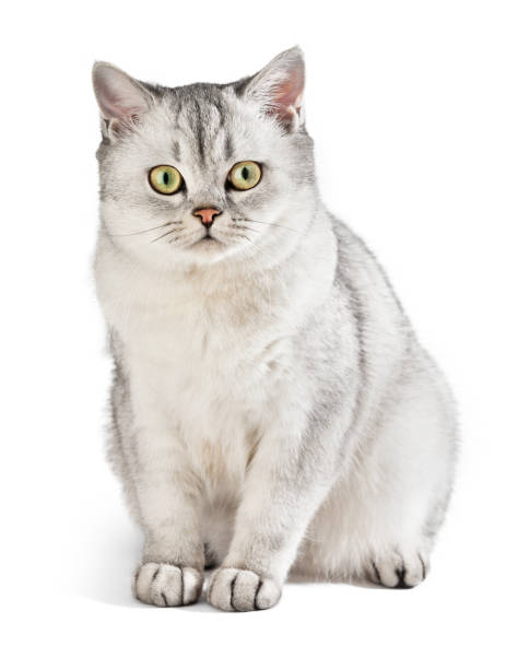 istock Domestic Cat. Gray British Shorthair cat. 638265686