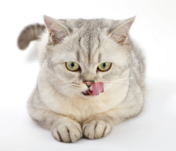 istock Gray British Shorthair. British shorthair cat. 638265726
