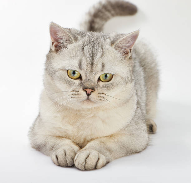 istock Gray British Shorthair. 638265760