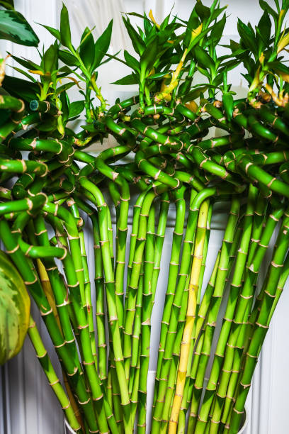 istock green bamboo in the house. apartment decor 638266336
