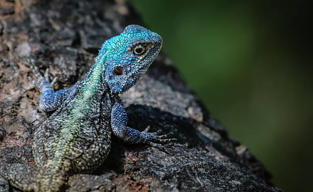 istock Close up of a colorful Tree agama 638266436