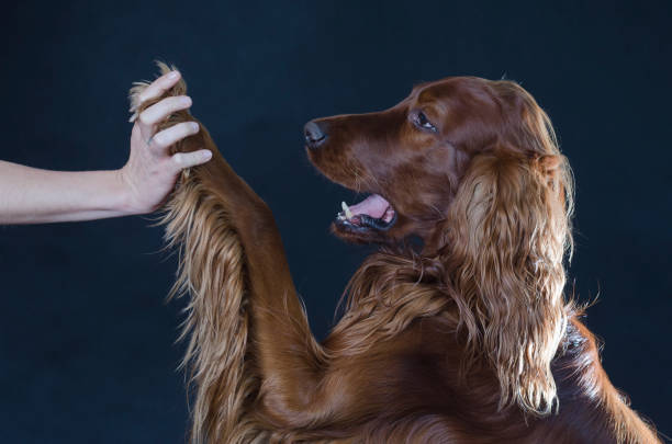 istock Irish Setter gives paw 638266600