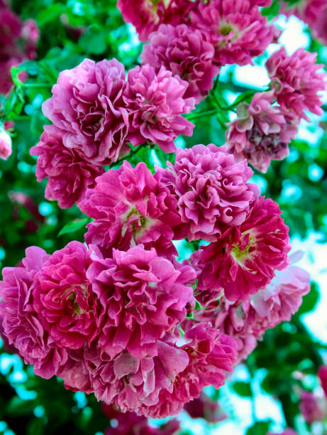 istock Flores of rose 638267982