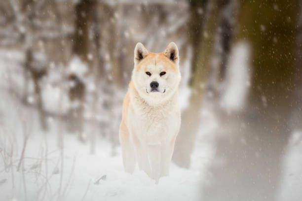 日本秋田犬冬の肖像 - animal dog winter snow ストックフォトと画像
