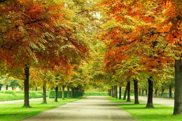 istock Beautiful autumn trees in park. Fresh nature background. 638268520