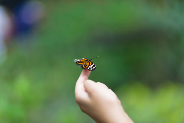 istock Beautiful Butterfly Sitting on The Hand 638272546