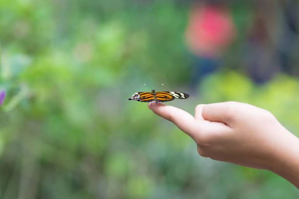 istock Beautiful Butterfly Sitting on The Hand 638278560