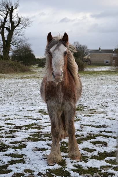 istock Horse in the snow 638279554