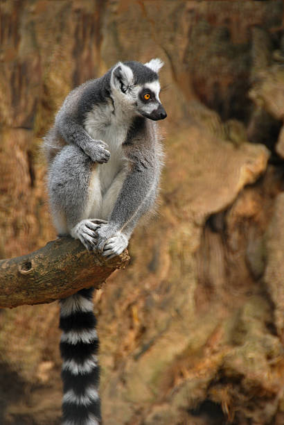 istock Single  Ring-tailed Lemursitting on top of a Branche. 638279826