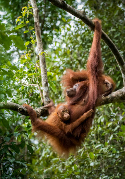 istock Female orangutan with baby 638279850
