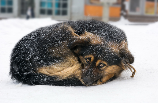 Lonely mix breed dog freezing on the street while snowing