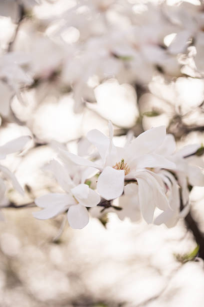 istock Magnolia flowers in spring garden 638286556