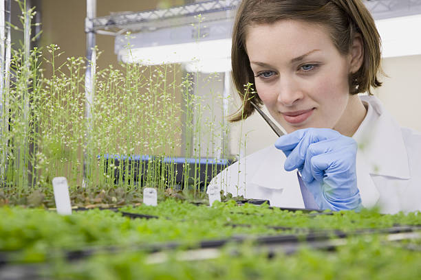 Scientist checking plant seedling growth in laboratory Scientist checking plant seedling growth in laboratory biologist stock pictures, royalty-free photos & images