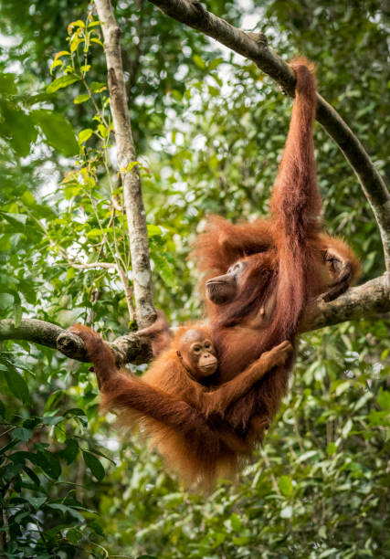 istock Female orangutan with baby 638290344