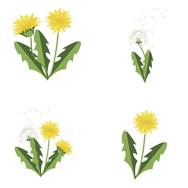 wektor ilustracji mniszek lekarski zestaw z liśćmi. - dandelion flower yellow vector stock illustrations