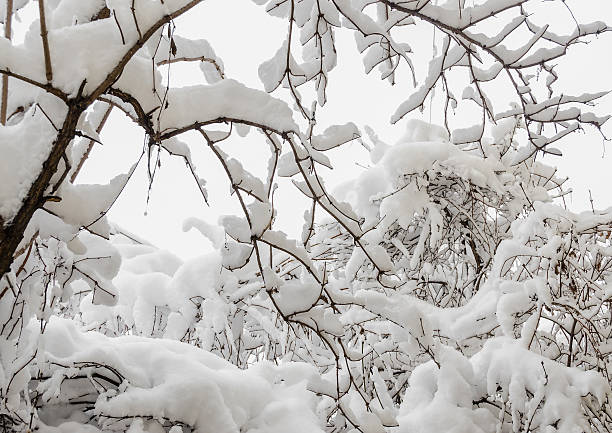 istock Trees in winter time, branches covered with white snow 638290830