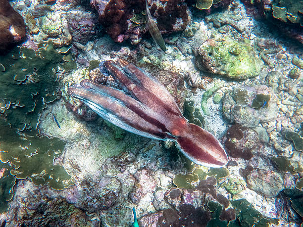 istock Swimming Reef Octopus (Octapus cyanea) Cephalopod Invertebrate Tentacles Underwater 638291306