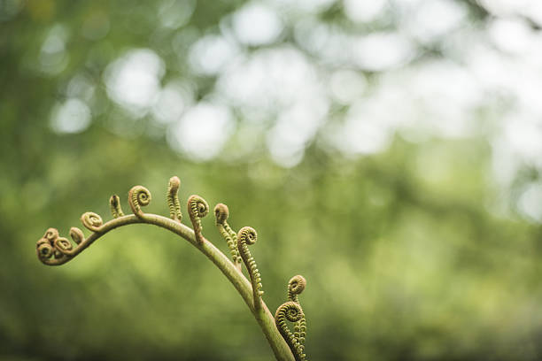 semplice curling fern tendril hawaii natura sfondo con spazio di copia - hawaii islands big island waterfall nobody foto e immagini stock