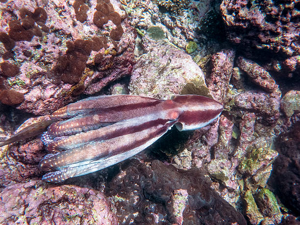 istock Reef Octopus (Octapus cyanea) Swimming Cephalopod Invertebrate Tentacles Underwater 638292920