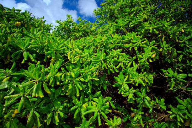 istock tropical beach of Sri-lanka 638293322