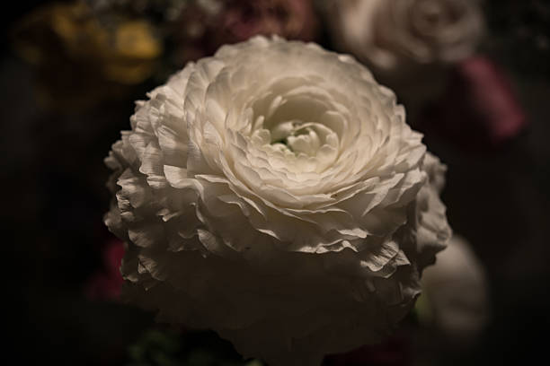 istock White Dahlias Flower 638293812
