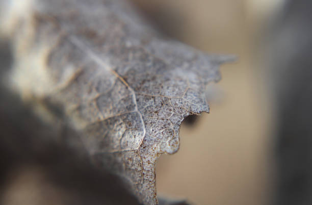 Closeup of the edge of a dried brown cottonwood leaf with veins and texture showing