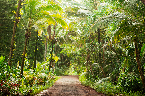 This is a horizontal, color, royalty free stock photograph of a one lane, rural dirt road lined on both sides with trees and tropical forest vegetation near Pahoa on the Big Island of Kona in the US Hawaii Islands. Photographed with a Nikon D800 DSLR in fall.