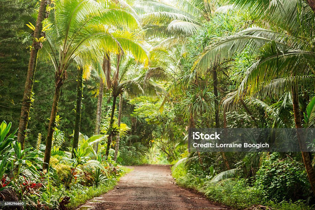 Scenic Empty Dirt Road in Rural Tropical Kona Hawaii  USA This is a horizontal, color, royalty free stock photograph of a one lane, rural dirt road lined on both sides with trees and tropical forest vegetation near Pahoa on the Big Island of Kona in the US Hawaii Islands. Photographed with a Nikon D800 DSLR in fall. Big Island - Hawaii Islands Stock Photo