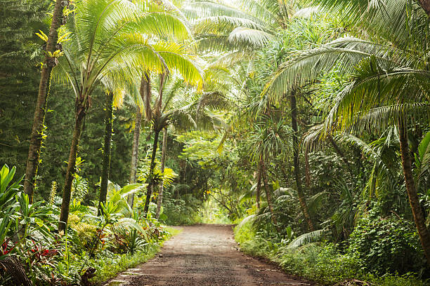 Scenic Empty Dirt Road in Rural Tropical Kona Hawaii  USA This is a horizontal, color, royalty free stock photograph of a one lane, rural dirt road lined on both sides with trees and tropical forest vegetation near Pahoa on the Big Island of Kona in the US Hawaii Islands. Photographed with a Nikon D800 DSLR in fall. big island hawaii islands photos stock pictures, royalty-free photos & images
