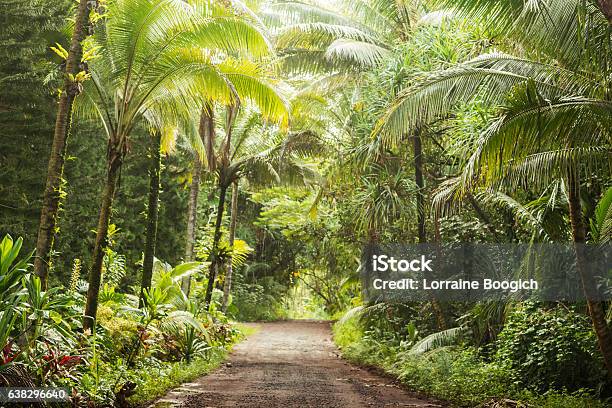 Scenic Empty Dirt Road In Rural Tropical Kona Hawaii Usa Stock Photo - Download Image Now