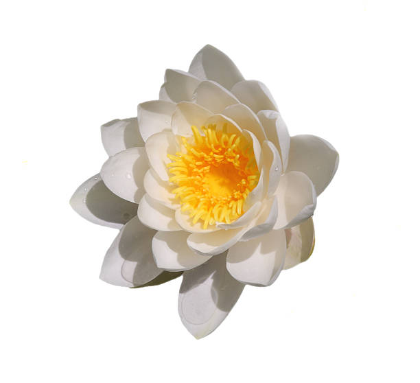 istock Moonbeam water lily flowers. 638296652