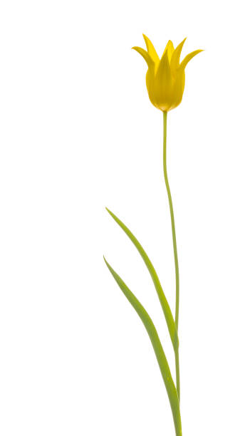 istock yellow beautiful lily tulip 638296658