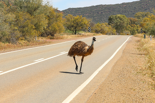Emu bird (Dromaius novaehollandiae) crossing a road in the Flinders Ranges in south Australia