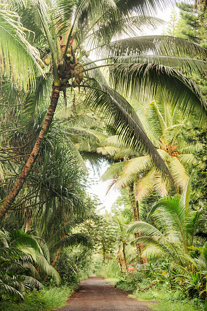 istock Tropical Palm Tree Lined Dirt Road Rural Kona Hawaii  USA 638296836