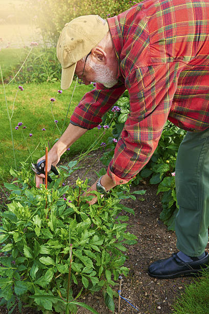 istock Retired man spending his time weeding in the garden 638297256