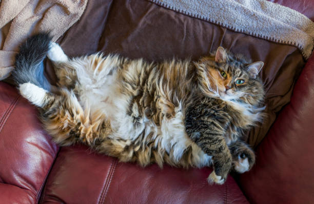 Fluffy, large overweight cat lying on back on couch Fluffy, large overweight cat lying on back on couch exposing stomach chubby cat stock pictures, royalty-free photos & images